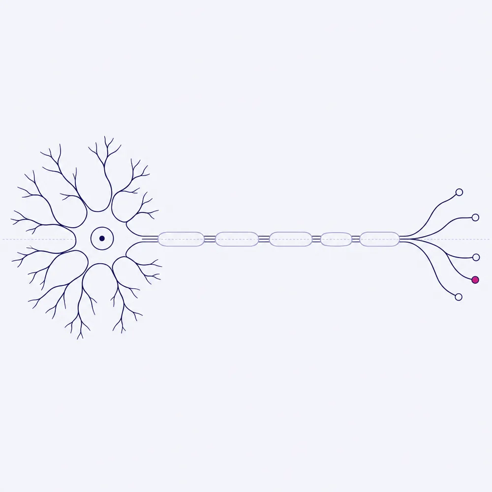 A neuron drawn as an anatomy plate: the cell body and its dendrites, the myelinated axon, and the terminals at the far end